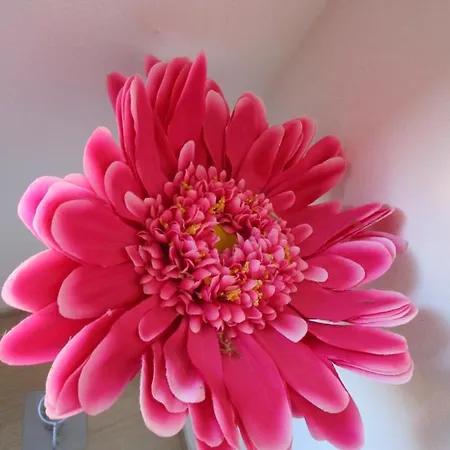 Rainbow House Daire *